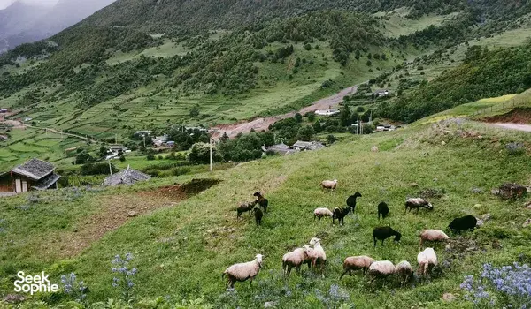 Sheep grazing on a grassy mountainside above Lijiang villages during a 1-day Hidden Villages & Wenhai Wetlands trek with The Bivou Lijiang