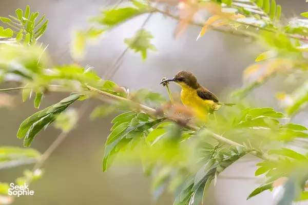 Pengantar Pengamatan Burung di Sentosa | Untuk Semua Usia!