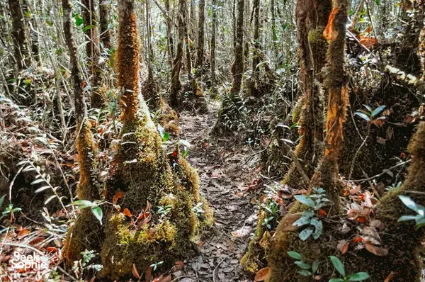 Trek Maliau Basin 4H3M | Menelusuri Lost World Sabah