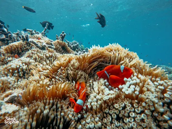 Private Snorkelling in Secret Gilis | Less Crowds & Vibrant Corals
