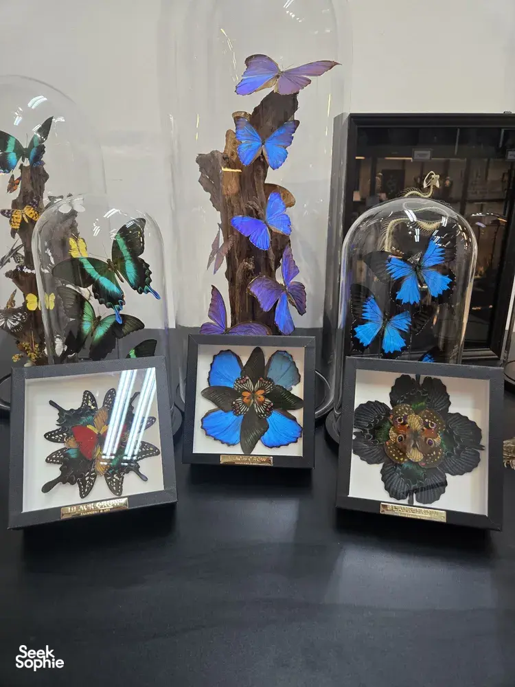 Seek Sophie option picture