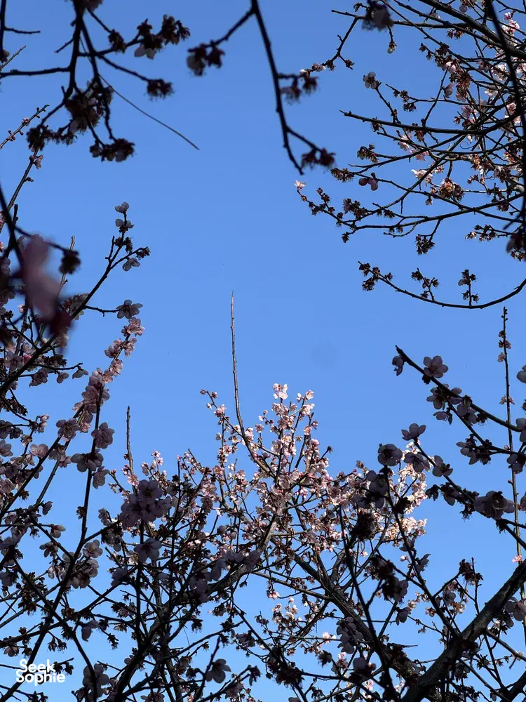 Blooming cherry branches against a clear blue sky in the hills near Lijiang during a Yi & Naxi village trek