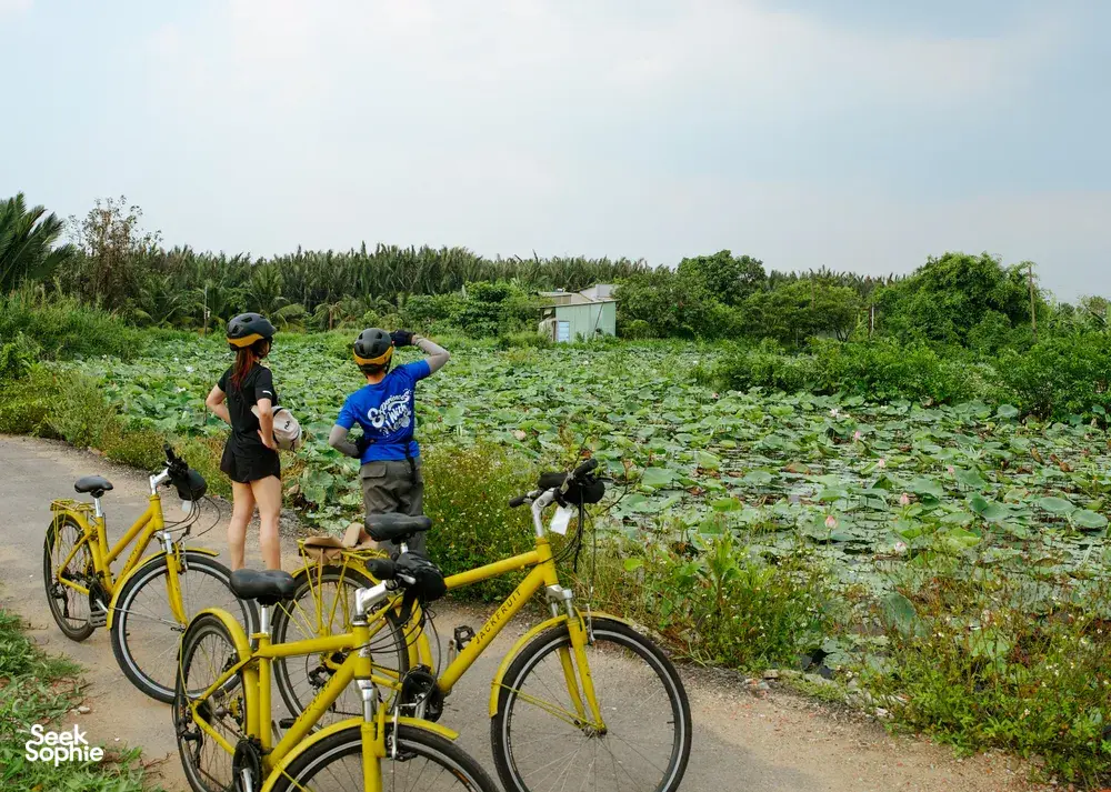 Seek Sophie option picture