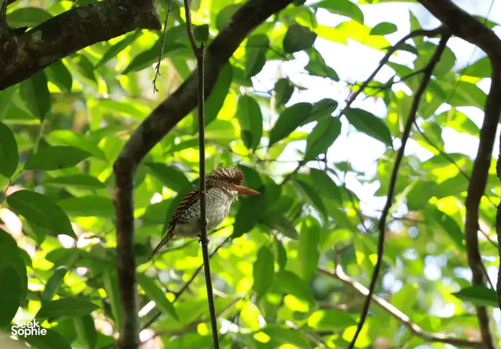 Brown bird perched on a slender branch among dense green leaves during Wildlife Safari Thailand’s expert birdwatching in Khao Yai