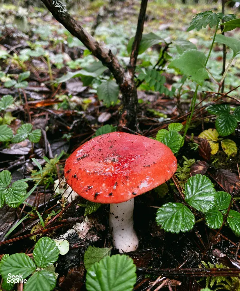 Red-capped mushroom growing on the forest floor along the Jade Dragon Snow Mountain hike near Lijiang