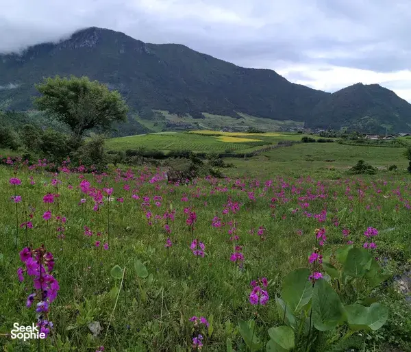 丽江出发的一日隐秘村落和文海湿地徒步旅行