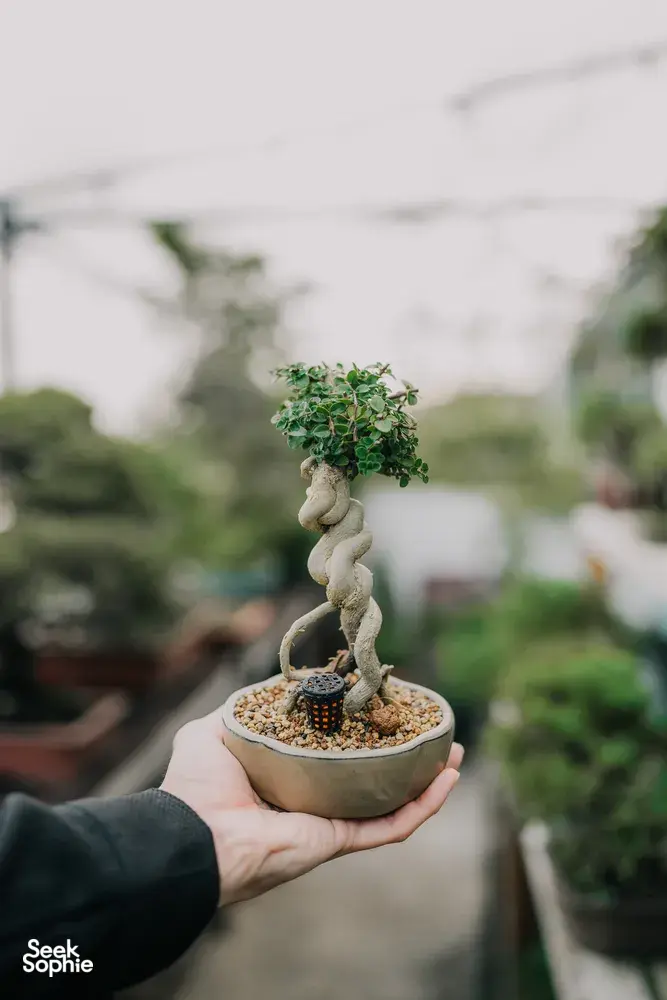 Hand holding a small Japanese-style tropical bonsai pot at a Singapore workshop, with lush greenery and other plants behind