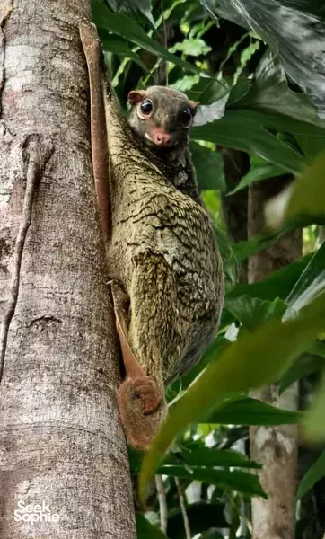 Bako National Park Day Trip | With Local Naturalist Guides