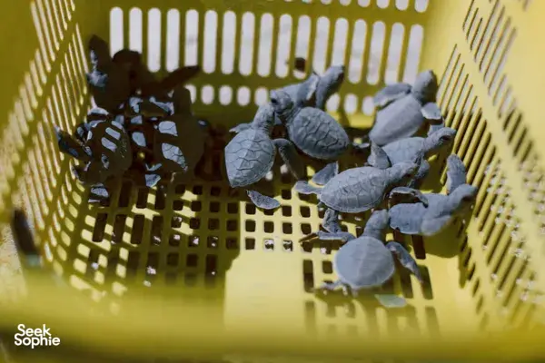 4H3M Sungai Kinabatangan, Pulau Penyu & Rizab Orangutan Sepilok