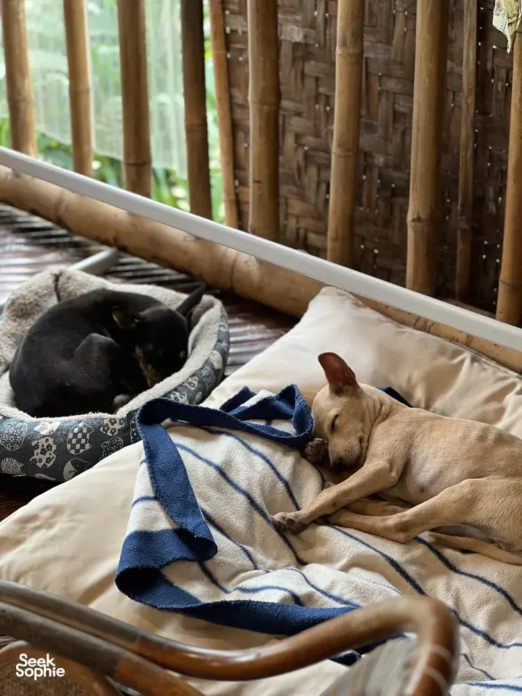 Seek Sophie option picture