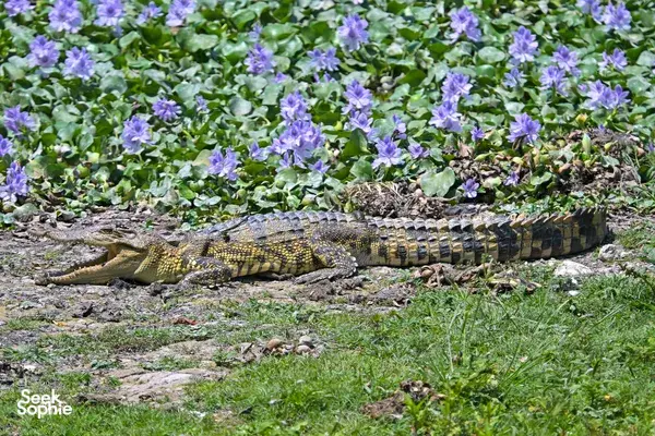 Crocodile-like reptile resting on a rocky path beside purple flowers in Cat Tien during an ethical wildlife tour