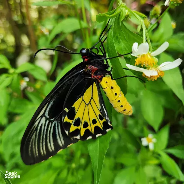 A Private Walk Through Singapore's Wildest Garden