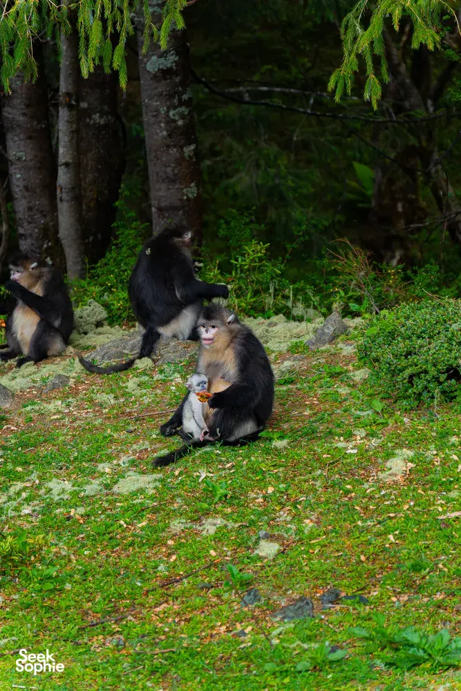 Group of macaques sitting in a forest near Shangri-La, with lush green trees and grass—wildlife sighting during the trek