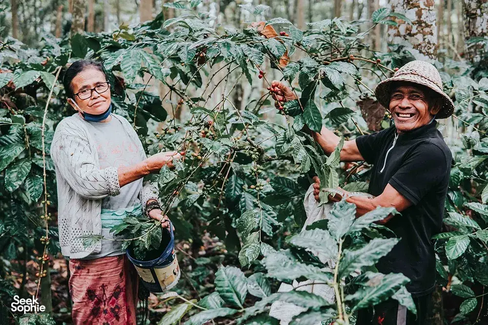 Bali Beans coffee farm workers harvesting red cherries among dense coffee bushes in Kintamani, Bali's organic plantation