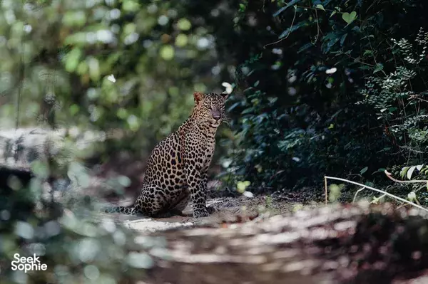 Leopard crouched in dense bushes and leaf litter during a wildlife safari in Anuradhapura, watching from the shade