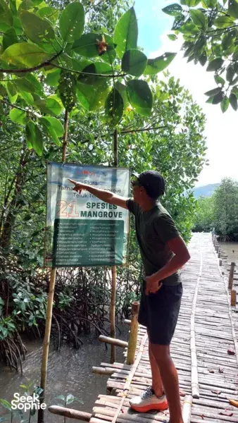 Traveller walks beside a '21 species mangrove' sign on a wooden boardwalk through the mangroves in Labuan Bajo