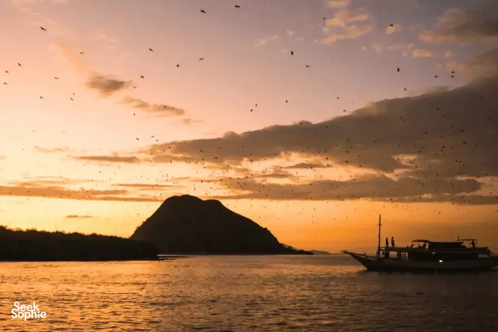 Seek Sophie option picture