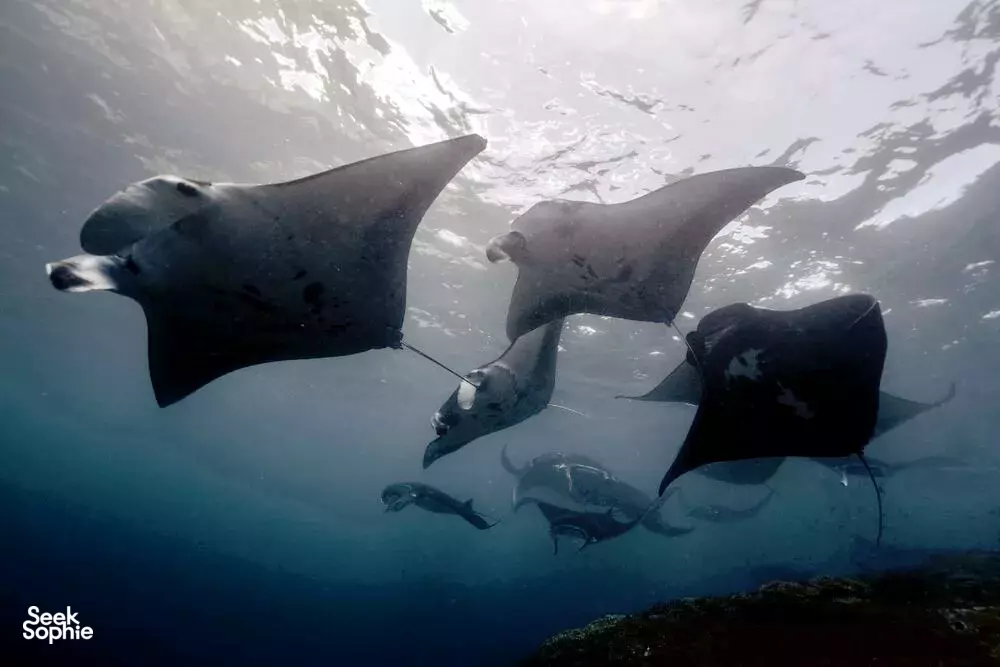 Seek Sophie option picture