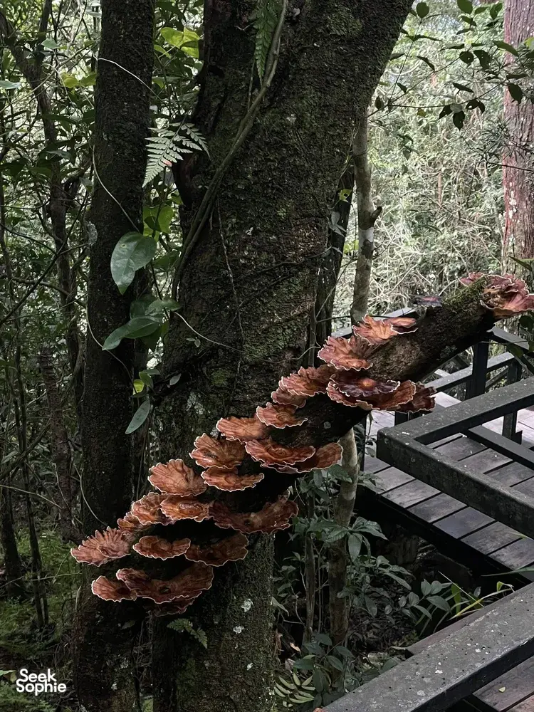 Mushrooms growing on a tree along a wooden walkway in the jungle at Khao Yai National Park during the trek