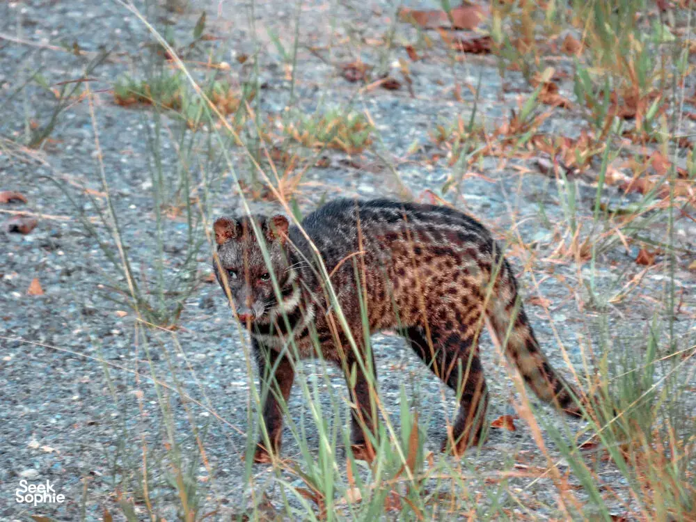 Seek Sophie option picture