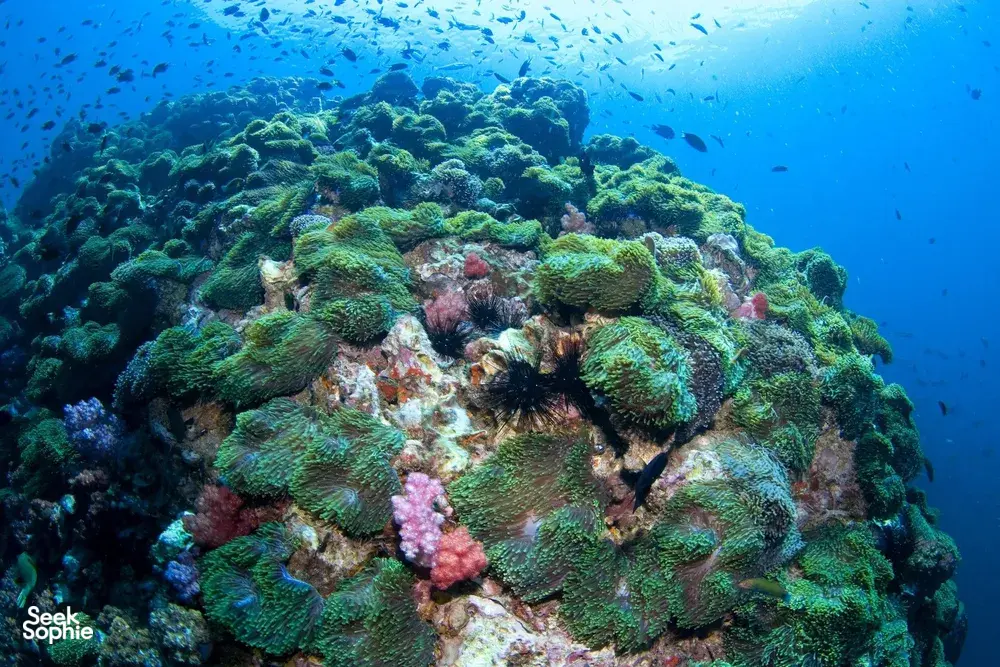 Seek Sophie option picture