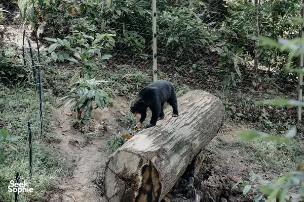 Sandakan Day Trip: Orangutan, Sun Bears, Rainforest Discovery Centre & Fireflies Cruise