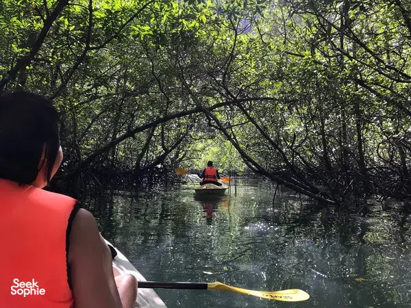 Kayaker paddles along a mangrove-lined channel in Langkawi’s geoforest, framed by overhanging trees and still water