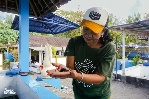 来自 Bali Conservation Adventures 的志愿者在巴厘岛的一处海龟孵化场小心地双手捧着一只海龟