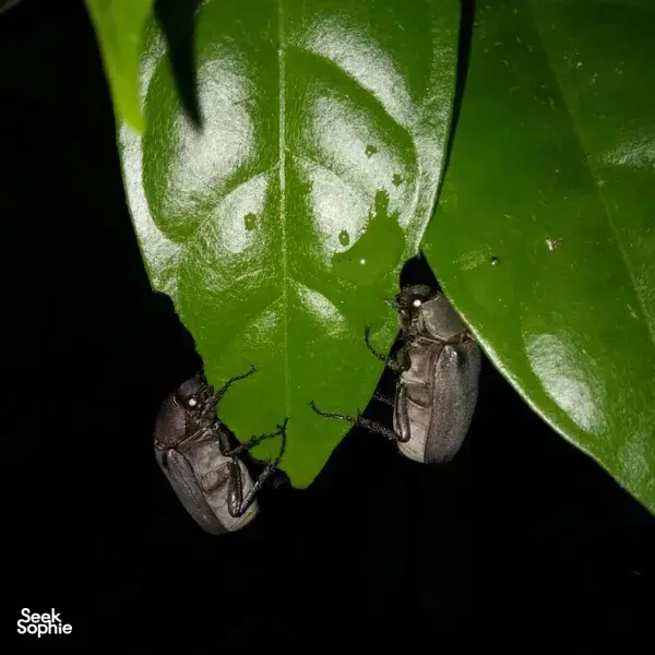 Gunung Raya Rainforest Night Walk