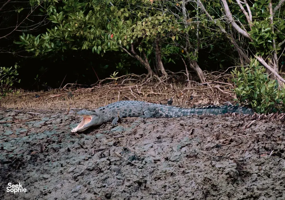 Seek Sophie option picture