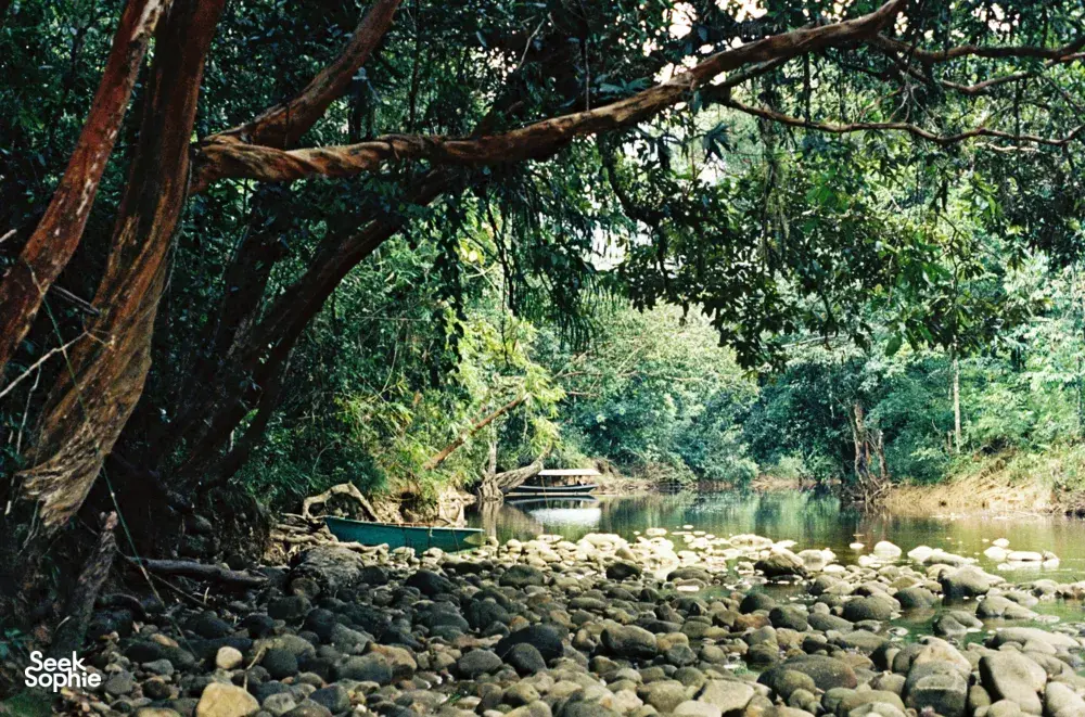 Tebing sungai berlapis batu yang redup di bawah rimbunan pokok, dengan sebatang kayu tumbang merentang di atas air berhampiran Ngapuh Homestead di Kuching
