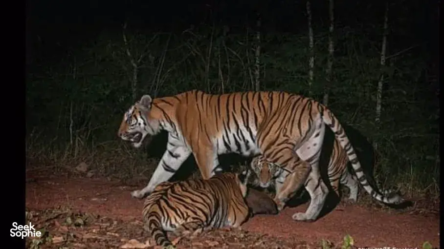 Tigers standing in the grass in low light at Khao Yai National Park, from a 2D1N hidden trail wildlife safari