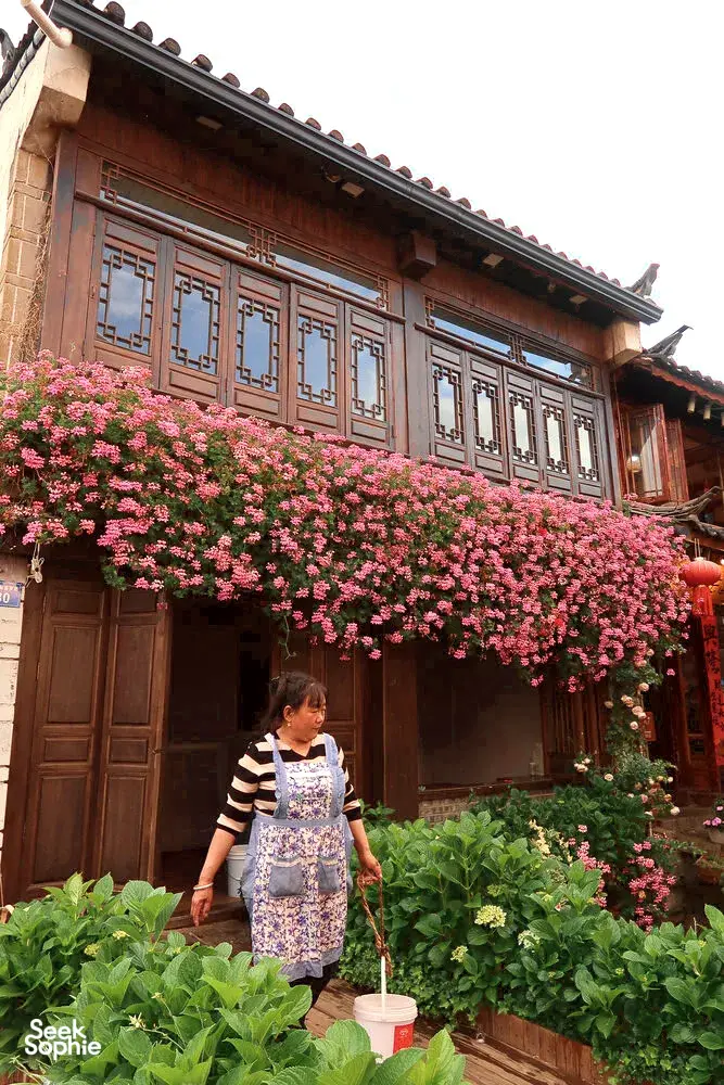 Pink flowering vines spilling over a Naxi-style wooden building in Lijiang Old Town, a traveller pausing in the garden