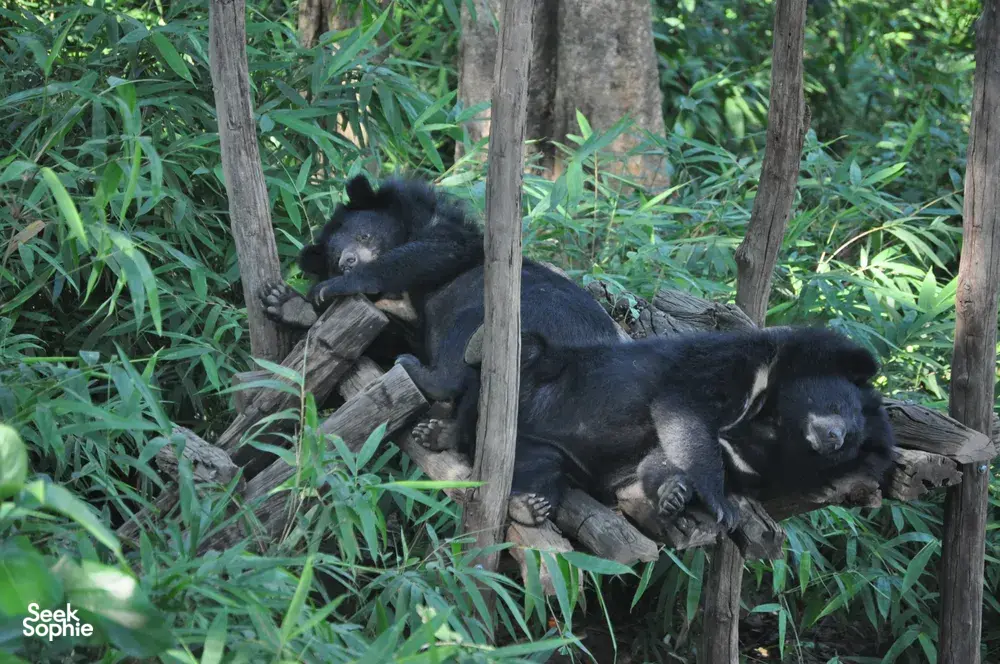 Black-furred primates resting on logs in dense undergrowth with tall grass in Cat Tien forest, Vietnam