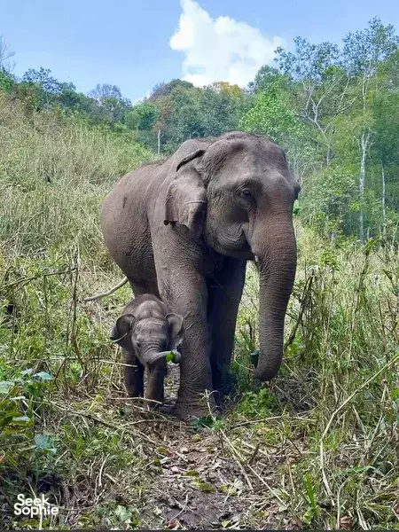 2D1N Ethical Elephant Observation with Doi Inthanon Hike & Night Under the Stars