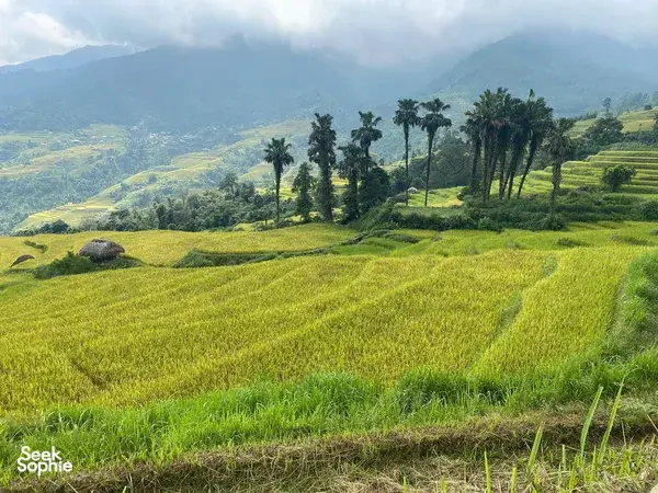 Ha Giang countryside panorama from a rice-terrace trek, with bright green fields, palm trees and distant misty mountains