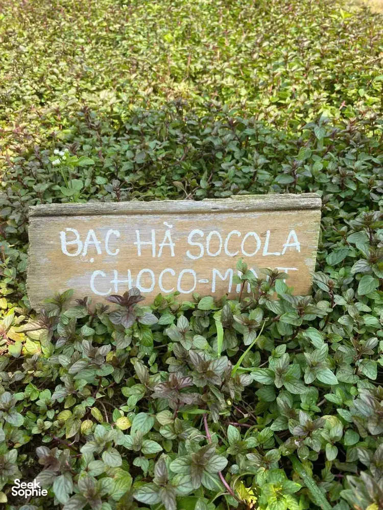 Seek Sophie option picture