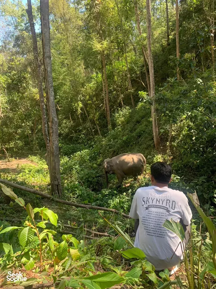 Seek Sophie option picture