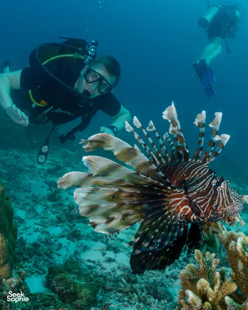 Seek Sophie option picture