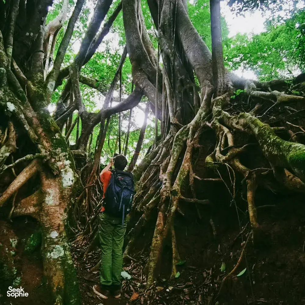 Seorang pendaki berjalan menembus akar beringin yang berkelok dan semak hutan di hutan hujan Xishuangbanna dalam perjalanan pribadi sehari