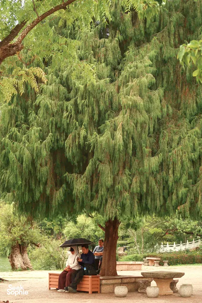 People sitting together on a quiet garden bench near a lake by willow trees, with umbrellas in Lijiang