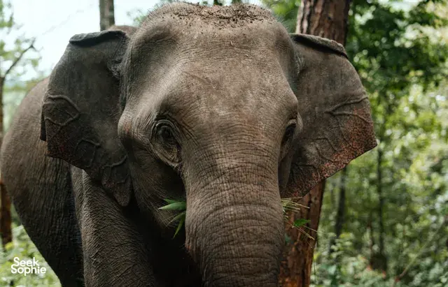 Close-up of a relaxed elephant during ethical observation in Hidden Doi Inthanon Trails near Chiang Mai with Elephant Eco Trails