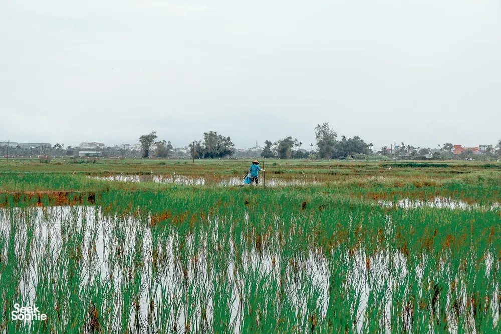 Seek Sophie option picture