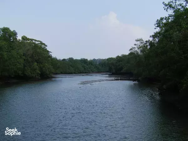 Jelajah Lahan Basah Privat dengan Pemandu di Sungei Buloh