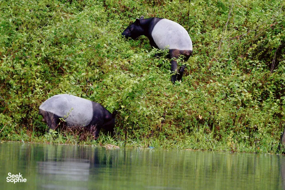 Seek Sophie option picture