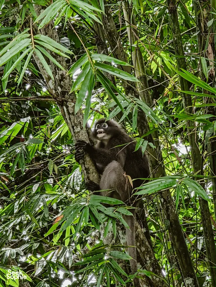 Orangutan hanging from branches in dense green rainforest foliage in Langkawi, a sight of wild orangutans