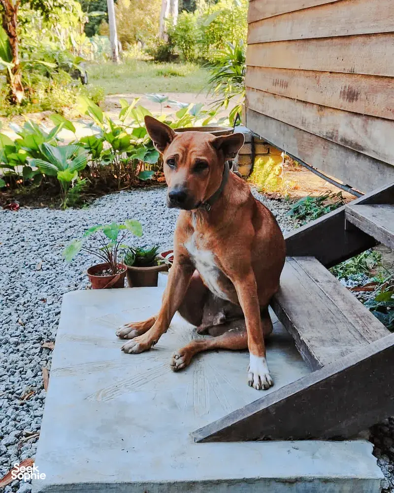 Dog resting on a concrete step beside raised planting beds at a Langkawi permaculture farmhouse garden