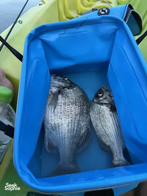 Seek Sophie option picture