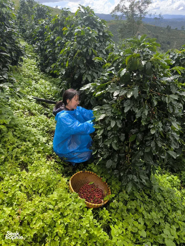 Seek Sophie option picture