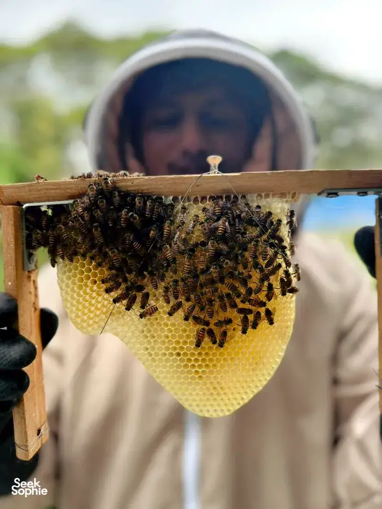 Seek Sophie option picture